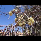 Blüten eines Eukalyptusbaumes